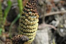 Botanical Medicine