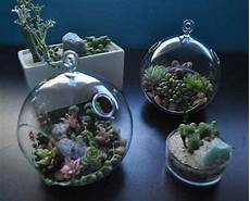Botanical Medicine