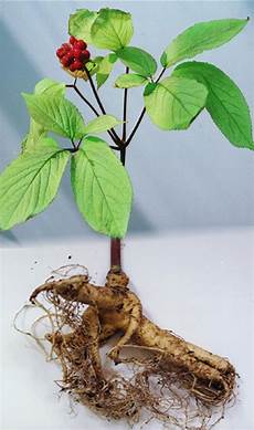 Botanical Medicine