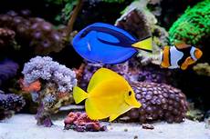 Fish Medicines