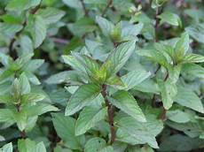 Herb Medicine