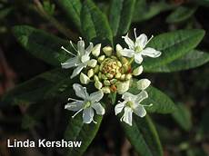 Herbal Medicine