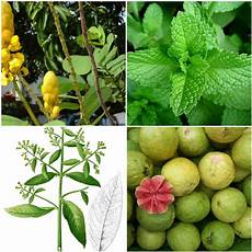 Herbal Medicines