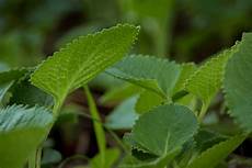 Herbal Medicines