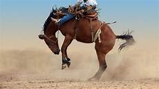 Horse Medicine