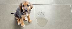 Medicine For Dogs