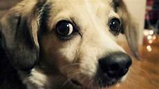 Medicine For Dogs