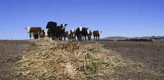Medicine For Livestock