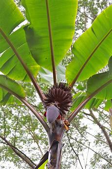 Plant Protection Medicine