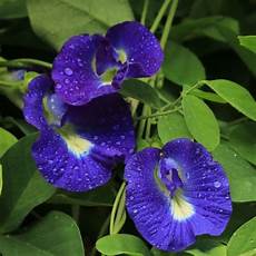 Plant Protection Medicine