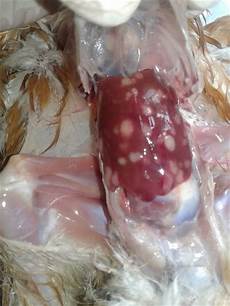 Poultry Medicine