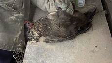 Poultry Medicines