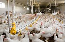 Poultry Medicines