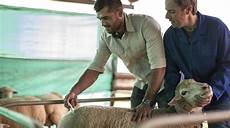 Ruminant Medicines