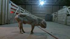 Veterinary And Animal Sciences