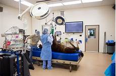 Veterinary Medical Products
