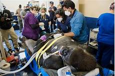 Veterinary Medical