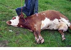 Veterinary Medicines Drugs