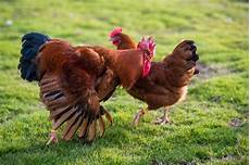 Veterinary Medicines