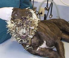 Veterinary Medicines