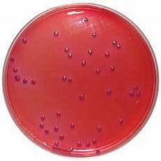 Veterinary Pharmaceutical Products