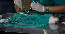Veterinary Pharmaceuticals