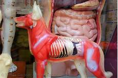Veterinary Products