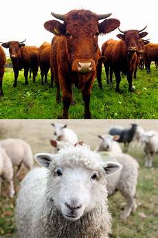 Veterinary Solutions