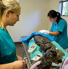 Veterinary Surgical Products