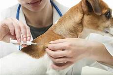 Veterinary Vaccine